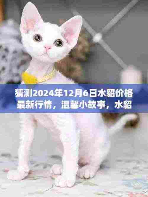 水貂价格预测之旅,温馨小故事揭秘2024年最新行情猜想