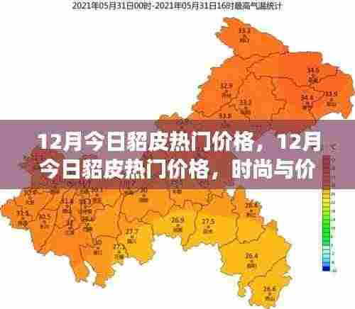 12月貂皮热门价格,时尚与价值交汇的最新动态