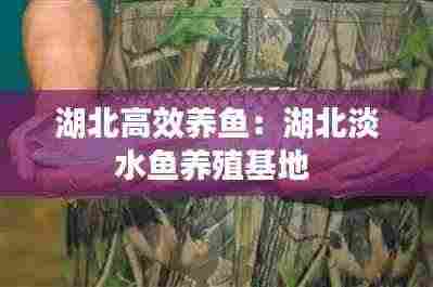 湖北高效养鱼:湖北淡水鱼养殖基地