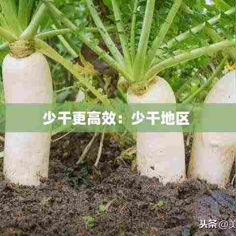 少干更高效:少干地区