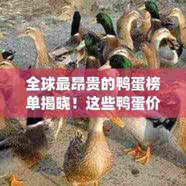 全球最昂贵的鸭蛋榜单揭晓!这些鸭蛋价值不菲,你敢尝试吗?