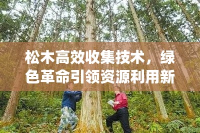 松木高效收集技术,绿色革命引领资源利用新篇章