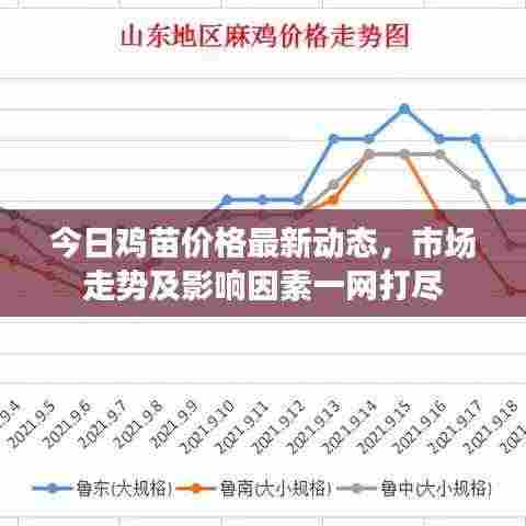 今日鸡苗价格最新动态,市场走势及影响因素一网打尽