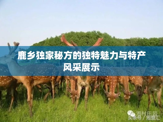 鹿乡独家秘方的独特魅力与特产风采展示