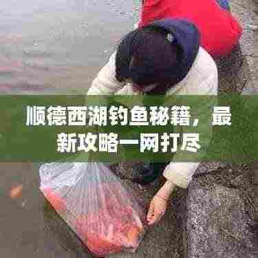 顺德西湖钓鱼秘籍,最新攻略一网打尽