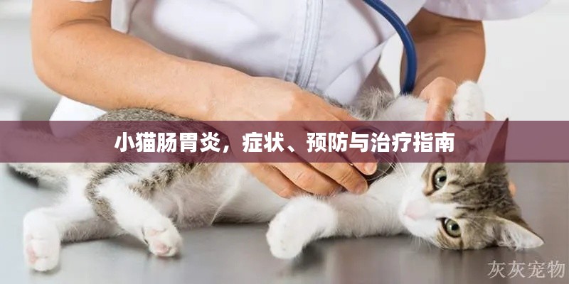 小猫肠胃炎,症状、预防与治疗指南