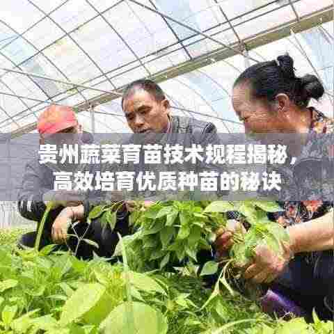 贵州蔬菜育苗技术规程揭秘，高效培育优质种苗的秘诀