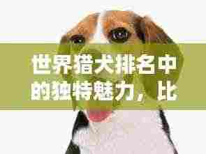 世界猎犬排名中的独特魅力，比格犬上榜！